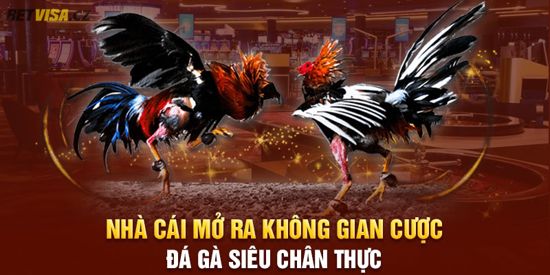 Nhà cái mở ra không gian cược đá gà siêu chân thực